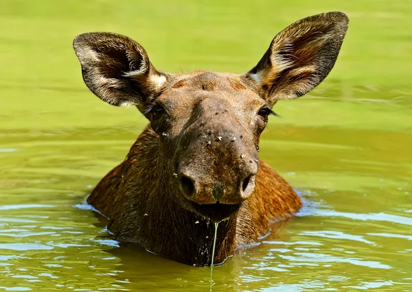 The elk in their natural habitat — Stock Photo, Image