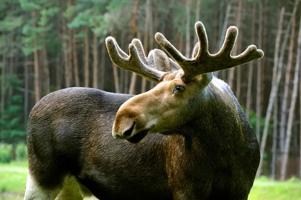 Elk v jejich přirozeném prostředí — Stock fotografie