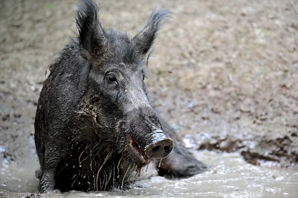 Wild boar in their natural habitat — Stock Photo, Image