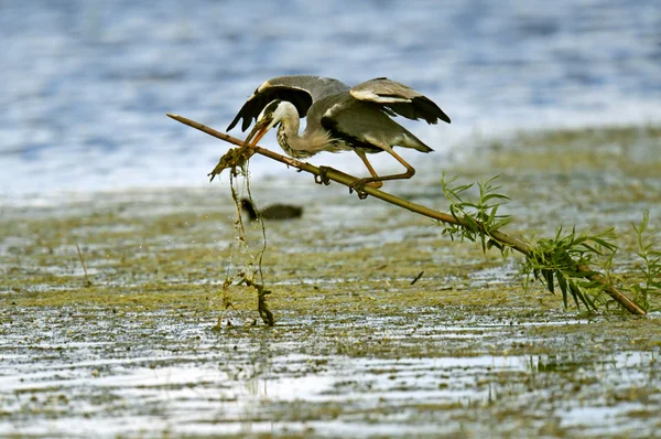 Heron — Stock Photo, Image