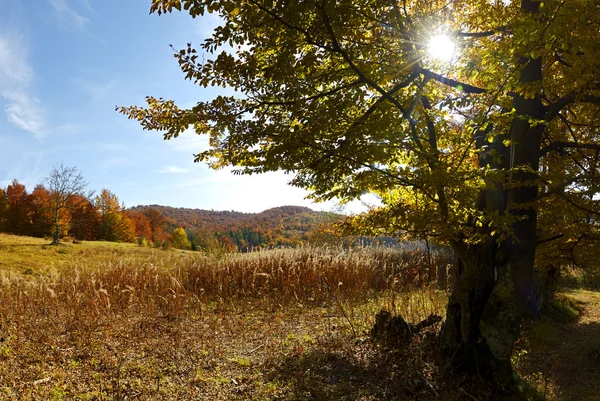 Beech forest in the Carpathian Mountains — Stock Photo, Image