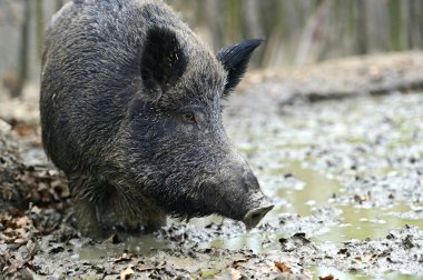 Ormanda yaban domuzu