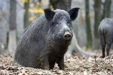 Ormanda yaban domuzu