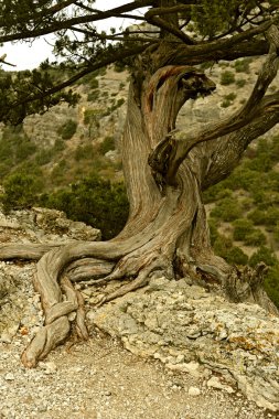 sonbaharda yürüyüş Kırım