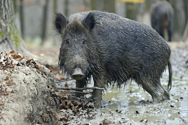 Wild boar in the forest — Stock Photo, Image