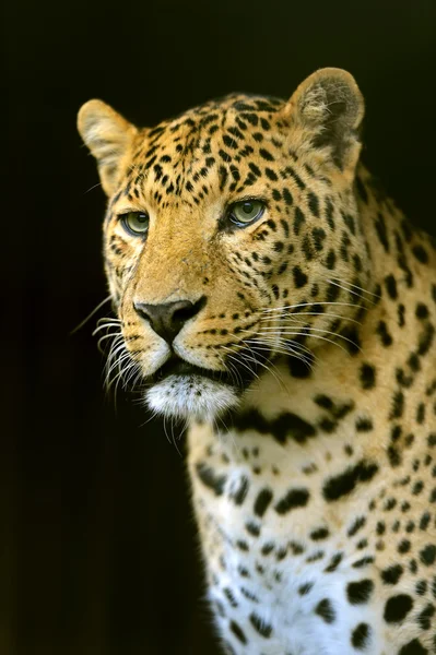 El leopardo Amur en su hábitat natural — Foto de Stock