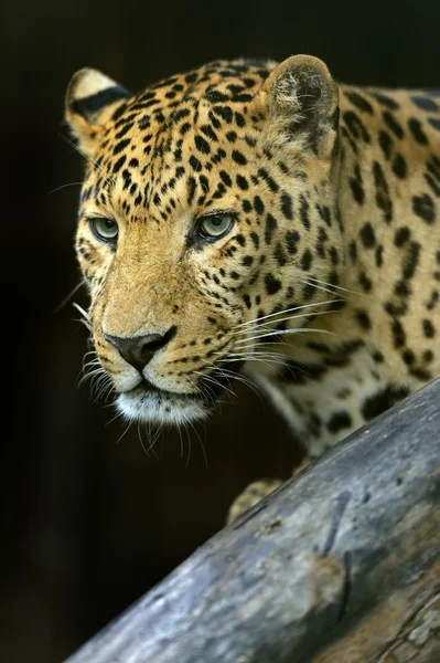 De Amoerpanter in zijn natuurlijke habitat — Stockfoto