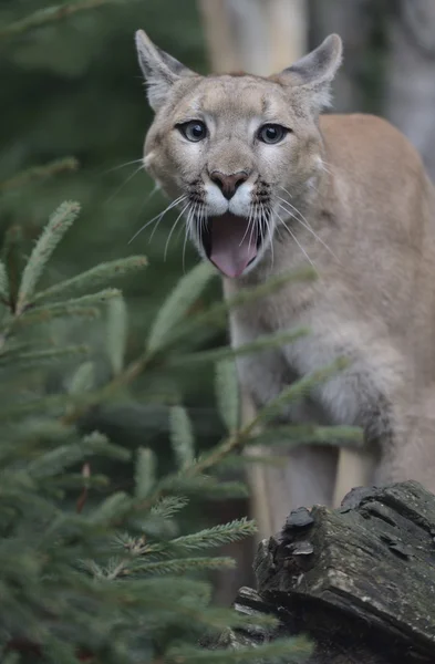 Doğal habitatları, Puma — Stok fotoğraf