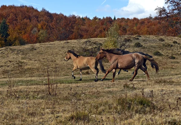 在秋天在森林里放牧的马匹 — 图库照片