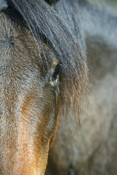Καρπάθια άλογο στο αγρόκτημα — Φωτογραφία Αρχείου
