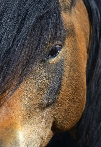 Cavallo dei Carpazi nella fattoria — Foto Stock