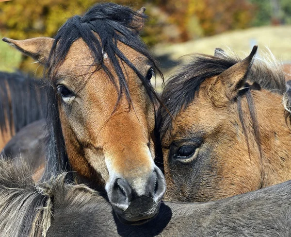 Karpaterna häst på gården — Stockfoto