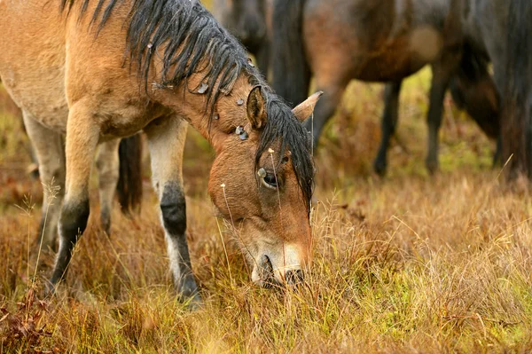 Horseback riding in the mountains — Stock Photo, Image