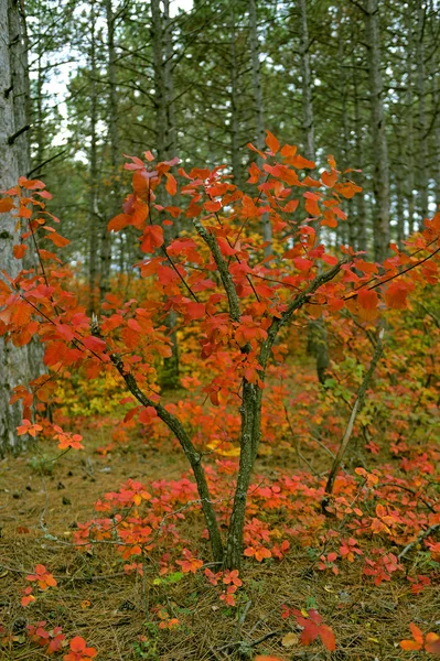 Antastic bos met cotinus coggygria. herfst bladeren. Krim, — Stockfoto