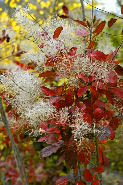 Forêt antastique avec Cotinus coggygria. Feuilles d'automne. Crimée — Photo