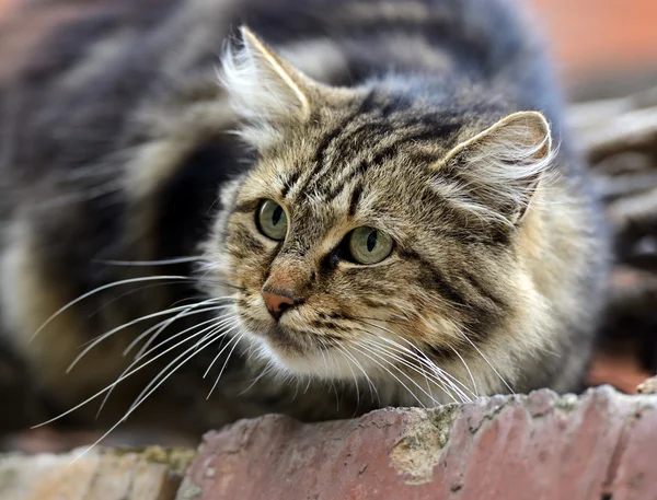 Portrait of a domestic cat — Stock Photo, Image