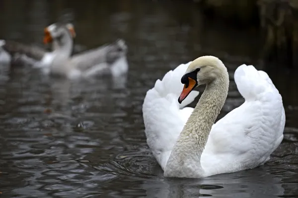 Němá labuť na jezeře — Stock fotografie