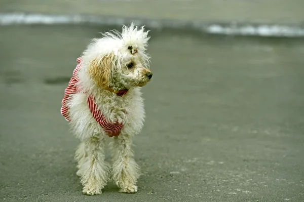 Miniature poodle playing in the street — Stock Photo, Image