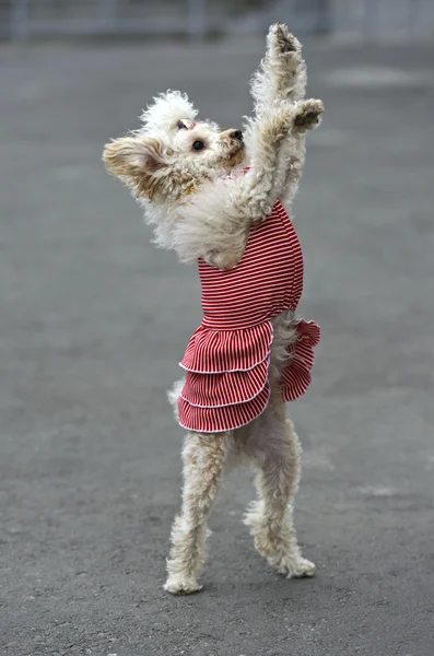 Miniature poodle playing in the street — Stock Photo, Image