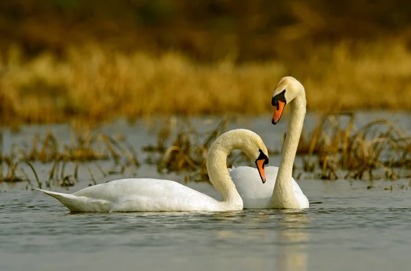 Swans — Stock Photo, Image