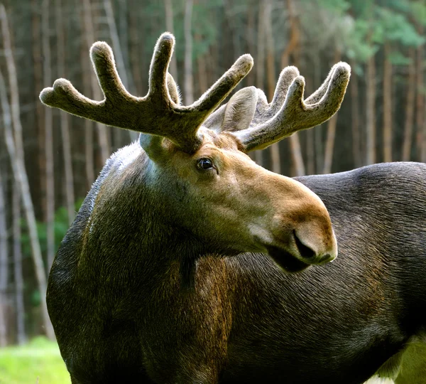Elk στο φυσικό τους περιβάλλον — Φωτογραφία Αρχείου
