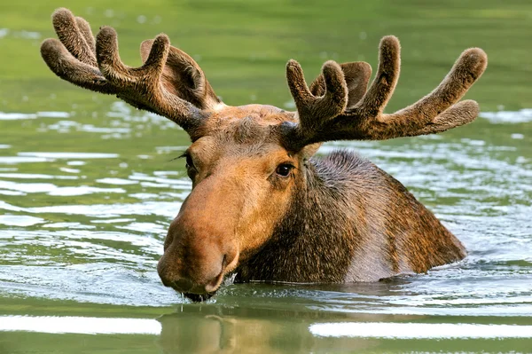 The elk in their natural habitat — Stock Photo, Image