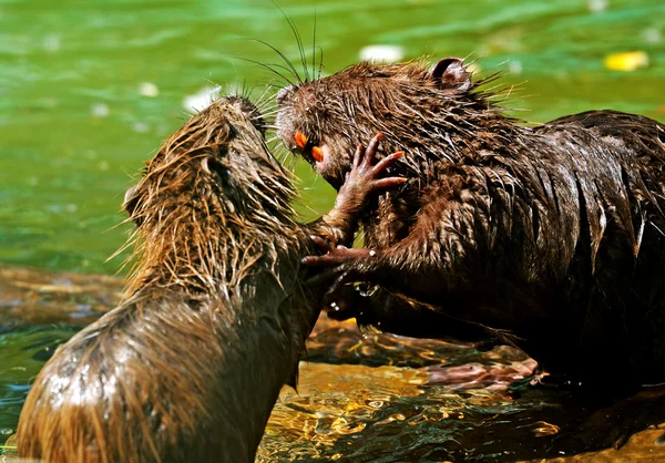 Vatten råtta i naturlig miljö — Stockfoto