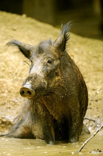Wildschweine in ihrem natürlichen Lebensraum — Stockfoto