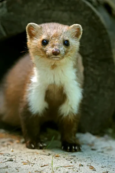 その自然の生息地でテン — ストック写真