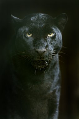 Doğal habitatları amur leoparı