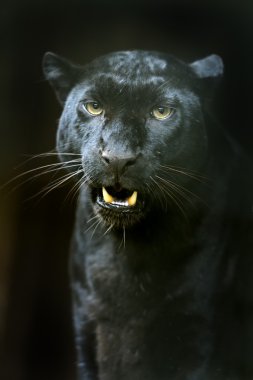 Doğal habitatları amur leoparı