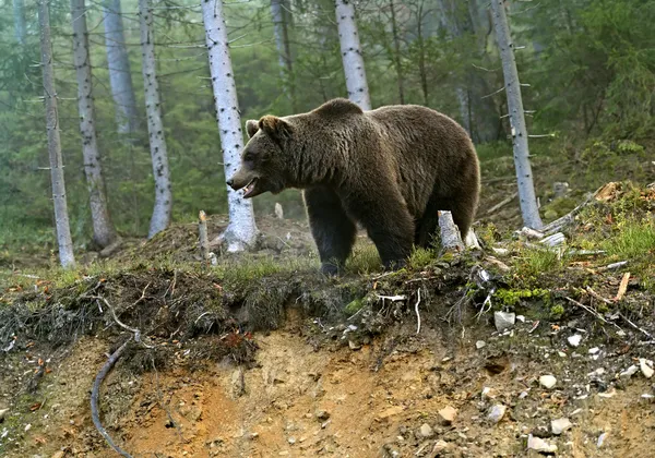 Urso castanho — Fotografia de Stock