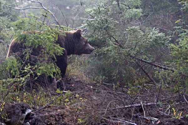 Urso castanho — Fotografia de Stock