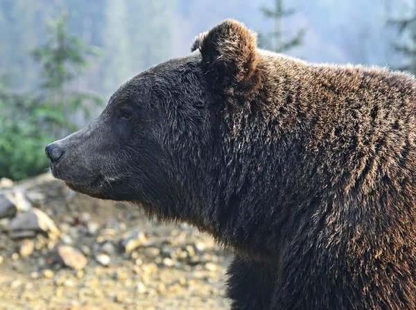 Orso bruno — Foto Stock