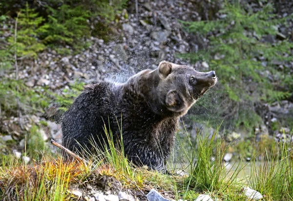Brązowy niedźwiedź — Zdjęcie stockowe
