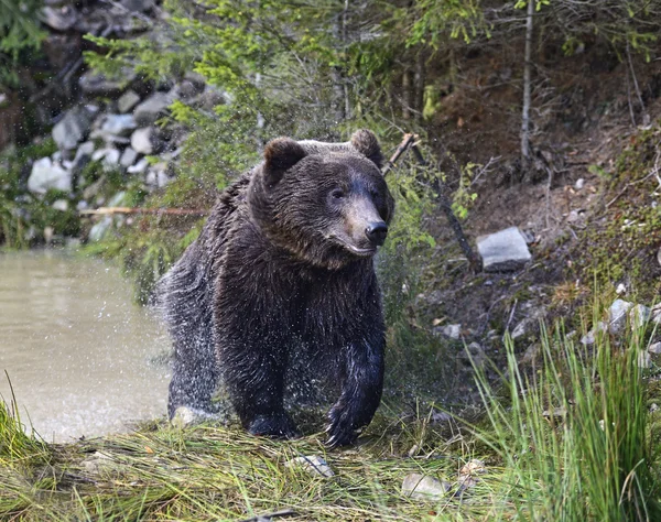 Hnědí medvědi v jejich přirozeném prostředí — Stock fotografie