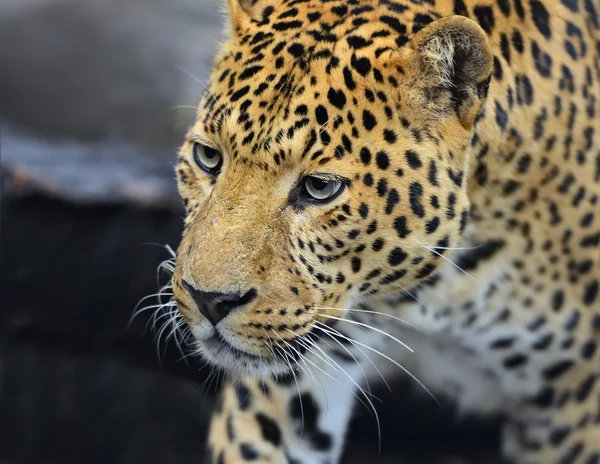 O leopardo Amur no seu habitat natural — Fotografia de Stock