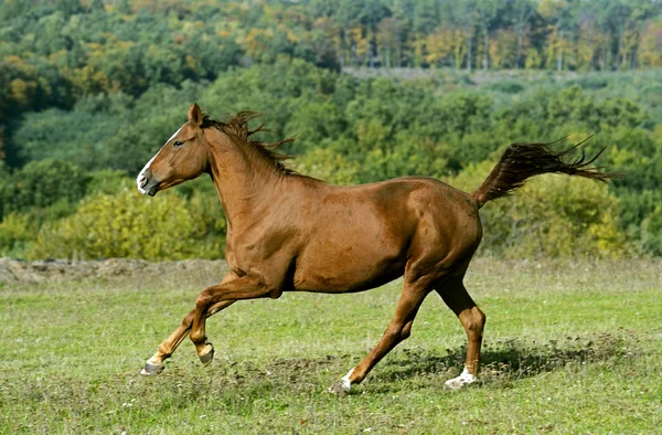 Koń — Zdjęcie stockowe