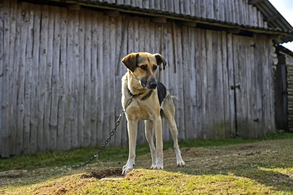 Perro en una cadena cerca de la casa —  Fotos de Stock
