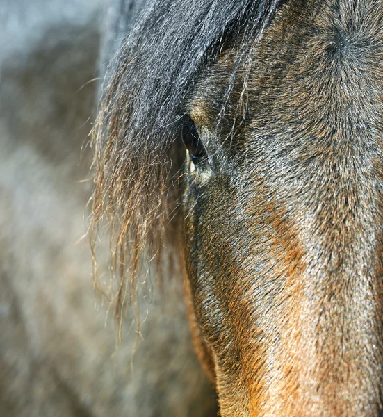 Karpatenpferd auf dem Bauernhof — Stockfoto