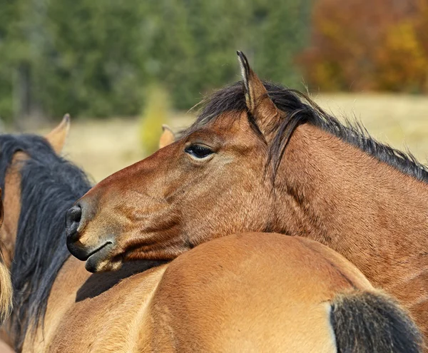 Carpathian horse on the farm — Stock Photo, Image