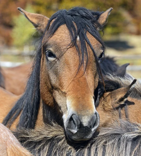 Karpatské koně na farmě — Stock fotografie