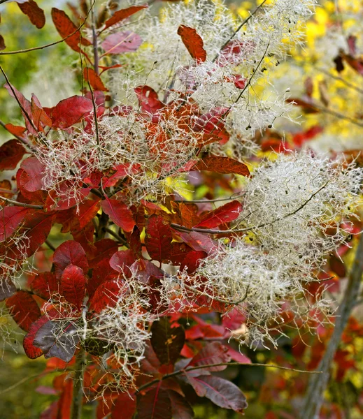 Forêt antastique avec Cotinus coggygria. Feuilles d'automne. Crimée — Photo