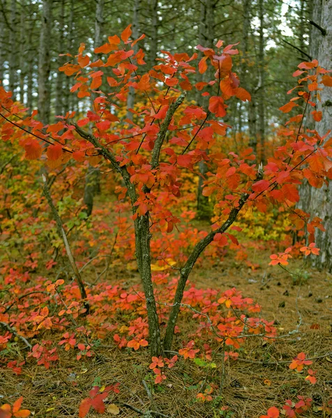 Traumhafter Wald mit Cotinus coggygria. Herbstlaub. Krim, — Stockfoto