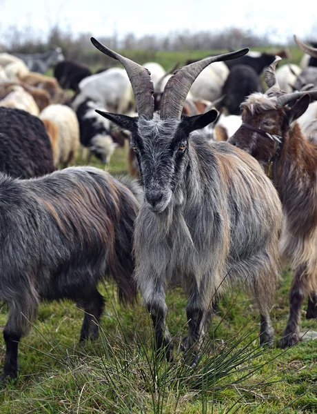 Una manada de ovejas en un pasto de montaña —  Fotos de Stock