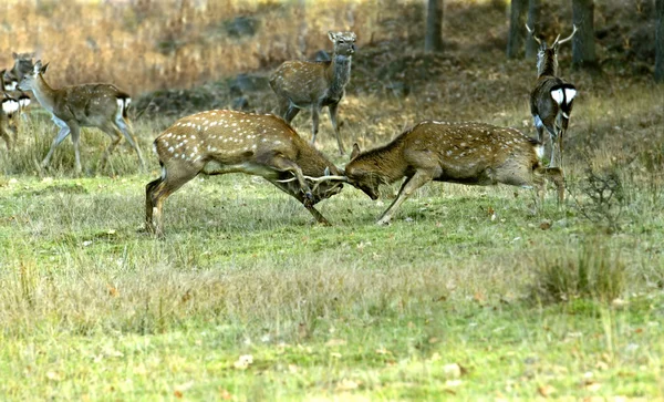 Gevlekte herten — Stockfoto