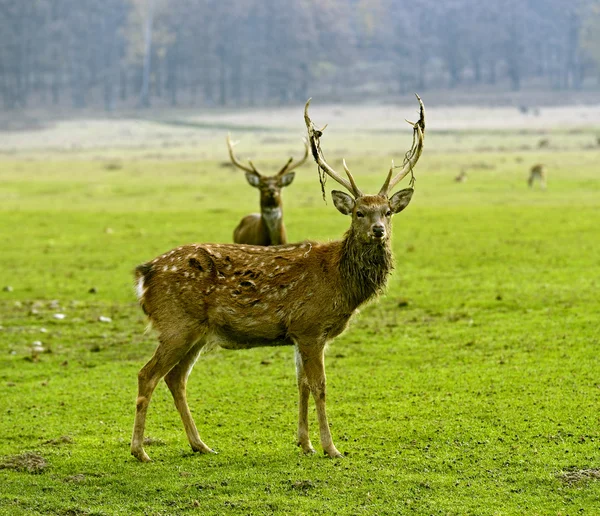 Gefleckter Hirsch — Stockfoto