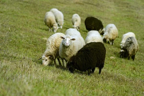 Sheep — Stock Photo, Image