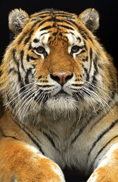 Portret van de amur tijger — Stockfoto