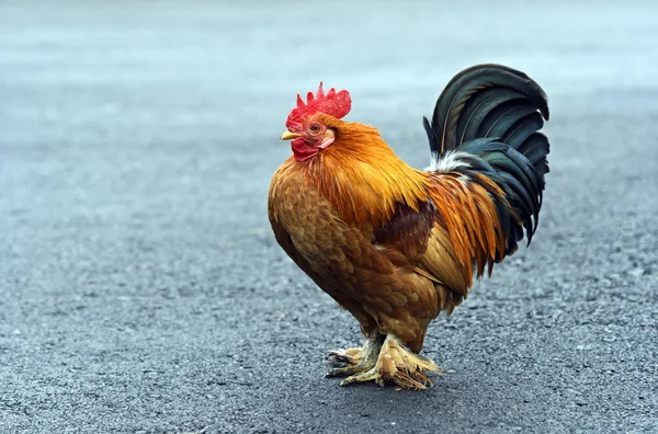 Portrait pet rooster on the farm — Stock Photo, Image